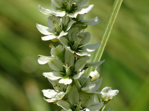 Image of California false hellebore