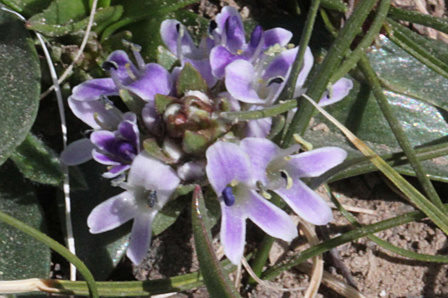 Слика од Lagotis brachystachya Maxim.