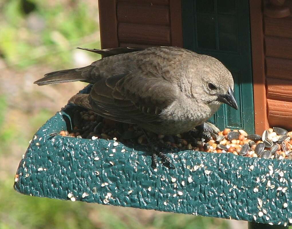 Image of Cowbird