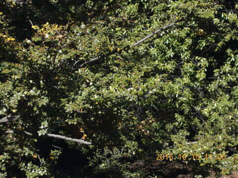 Image of Nothofagus cliffortioides (Hook. fil.) Oerst.