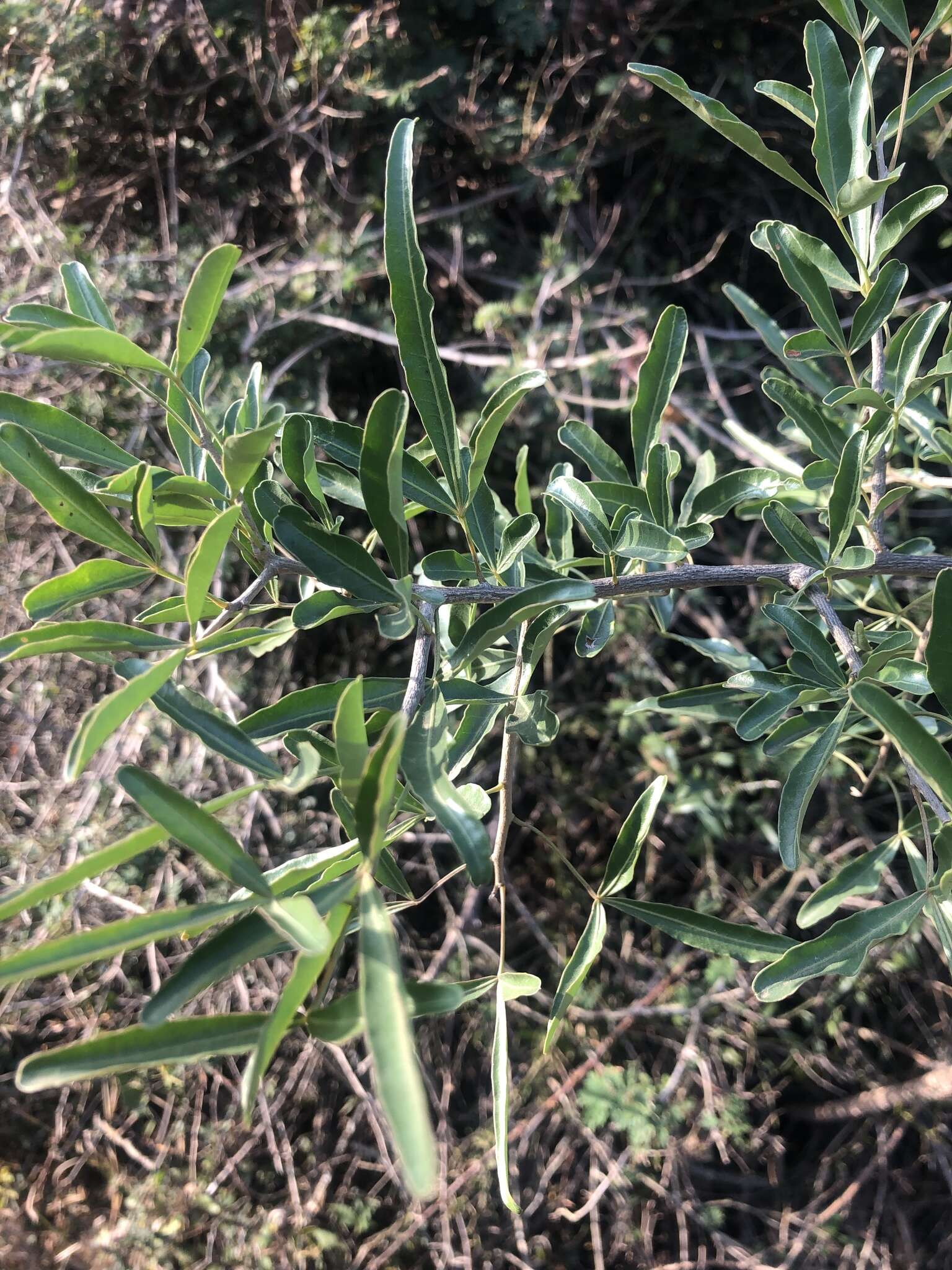 Image of Searsia gueinzii (Sond.) F. A. Barkley