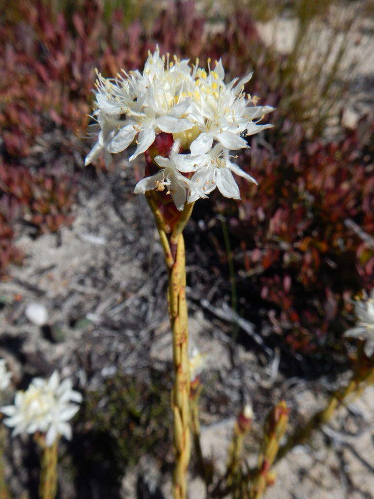 Image of Lachnaea naviculifolia Compton