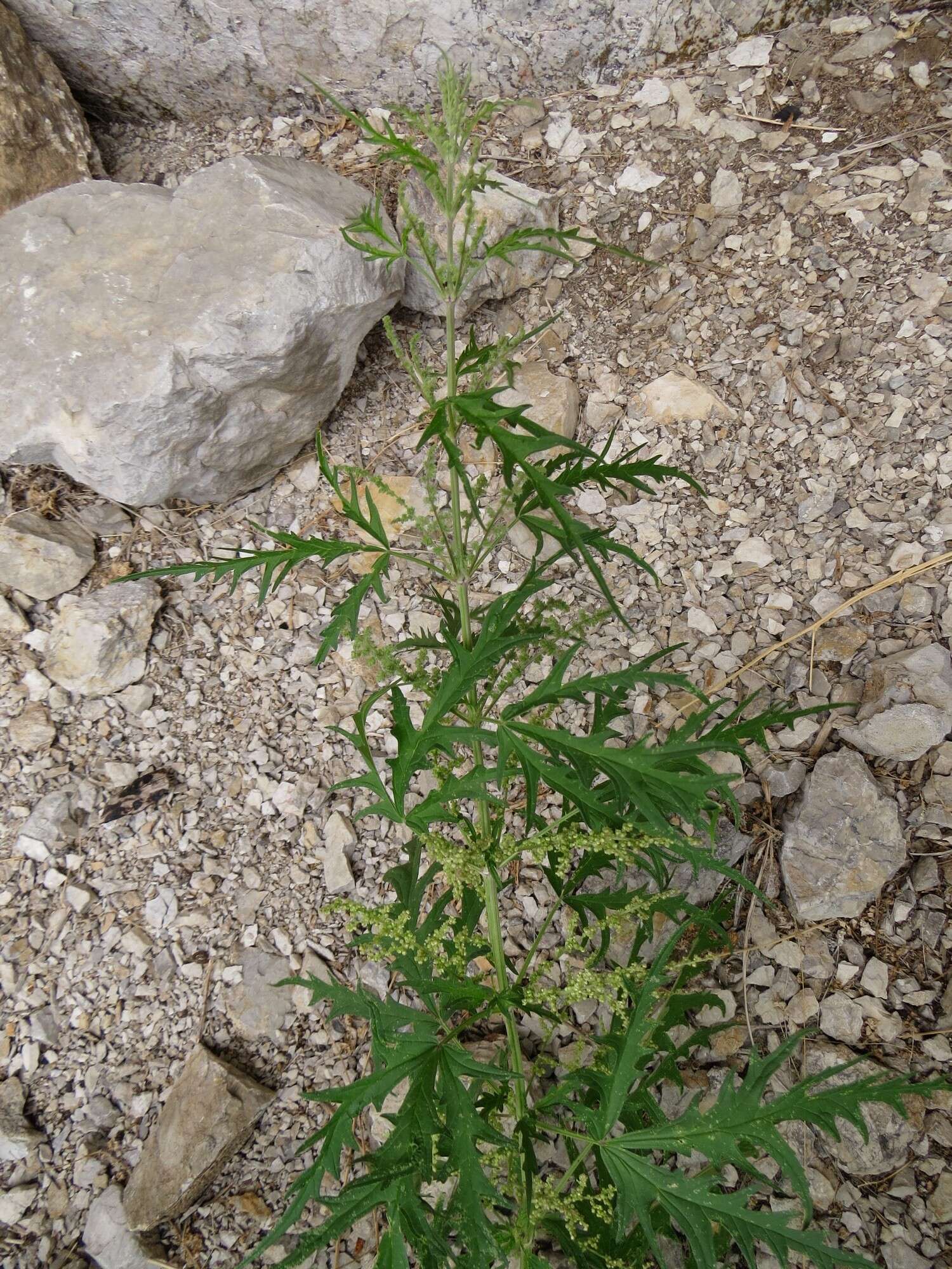 Image of Urtica cannabina L.