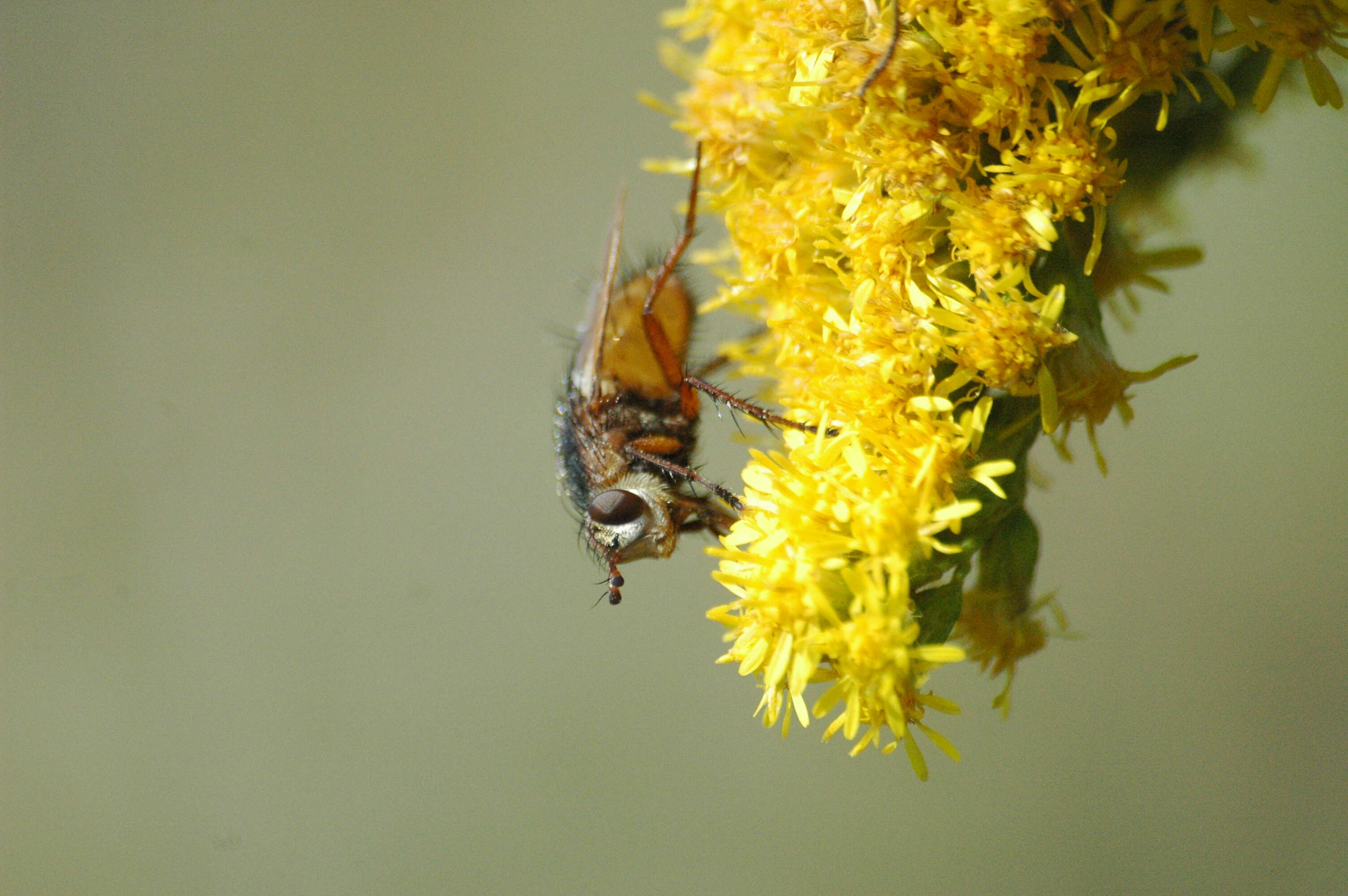 Image de Tachina fera (Linnaeus 1761)