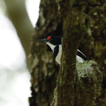 Imagem de Platysteira cyanea (Müller & Pls 1776)