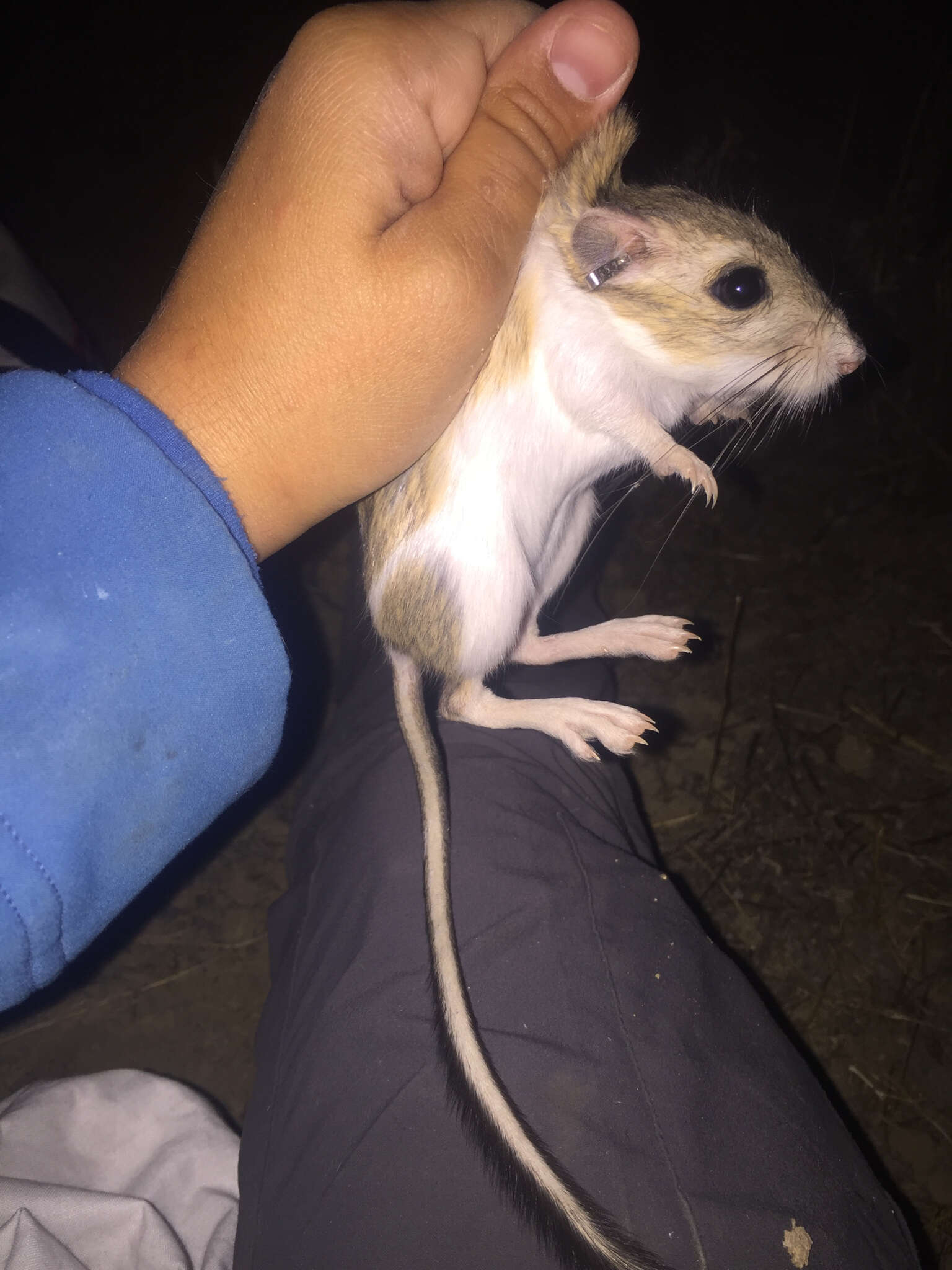 Image of Giant Kangaroo Rat