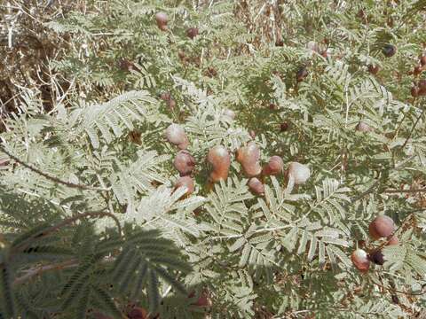 Image de Prosopis farcta (Banks & Sol.) J. F. Macbr.