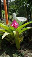 Image of Aechmea mariae-reginae H. Wendl.