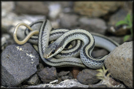 Image of Mountain Patchnose Snake