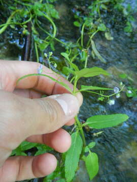 Image of American speedwell