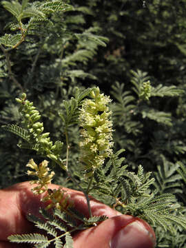 Image de Prosopis farcta (Banks & Sol.) J. F. Macbr.