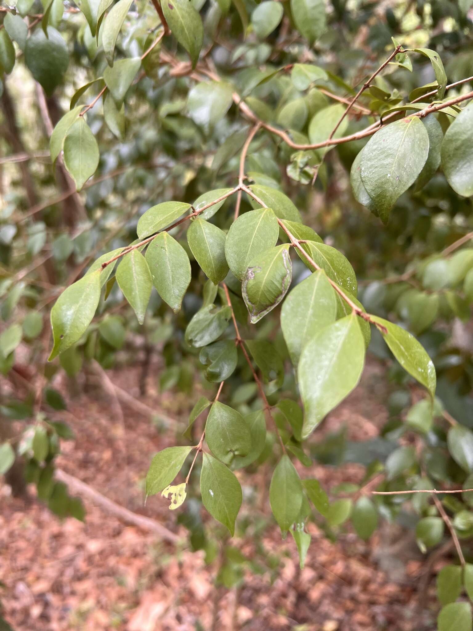 Eugenia biflora (L.) DC. resmi