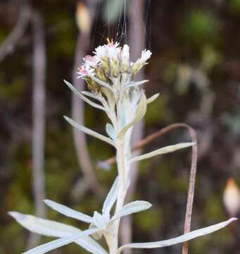 Plancia ëd Chionolaena salicifolia (Bertol.) G. L. Nesom