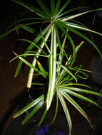 Sivun Cyperus alternifolius L. kuva