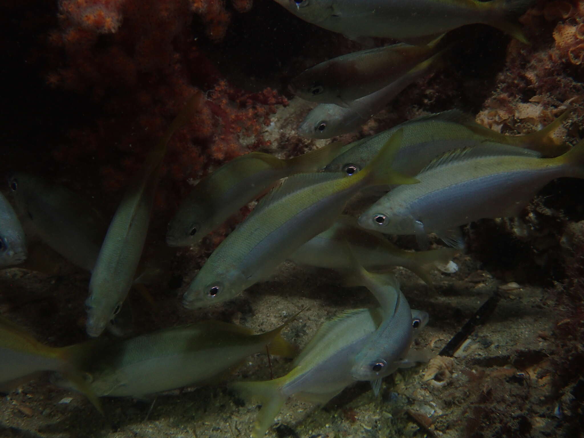 Image of Blowhole perch