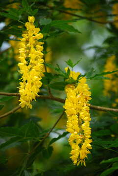 Image of Alpine Laburnum