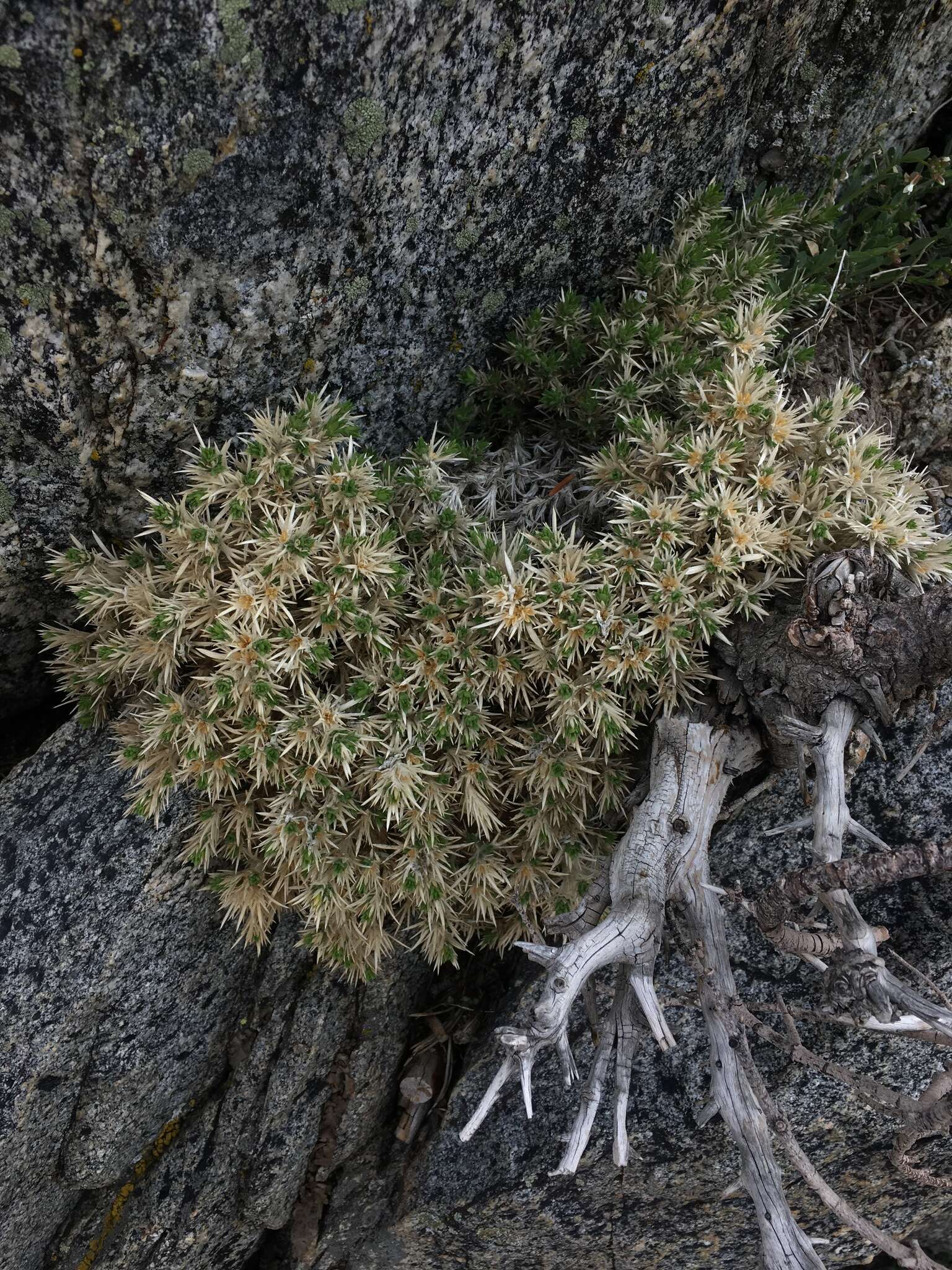 Image of San Jacinto prickly phlox