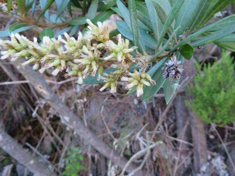 Image of Brachylaena neriifolia (L.) R. Br.