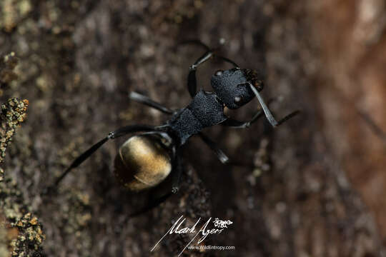 Image of Polyrhachis euterpe Forel 1902