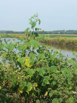 Image of Indianmallow