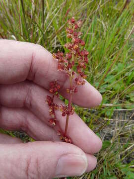 صورة Rumex acetosella subsp. acetosella