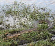 Image of Southern African Python