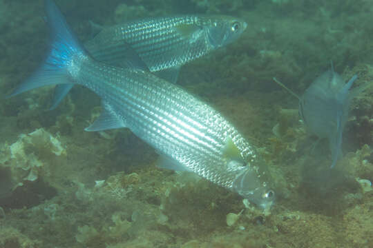 Image of Bluespot mullet