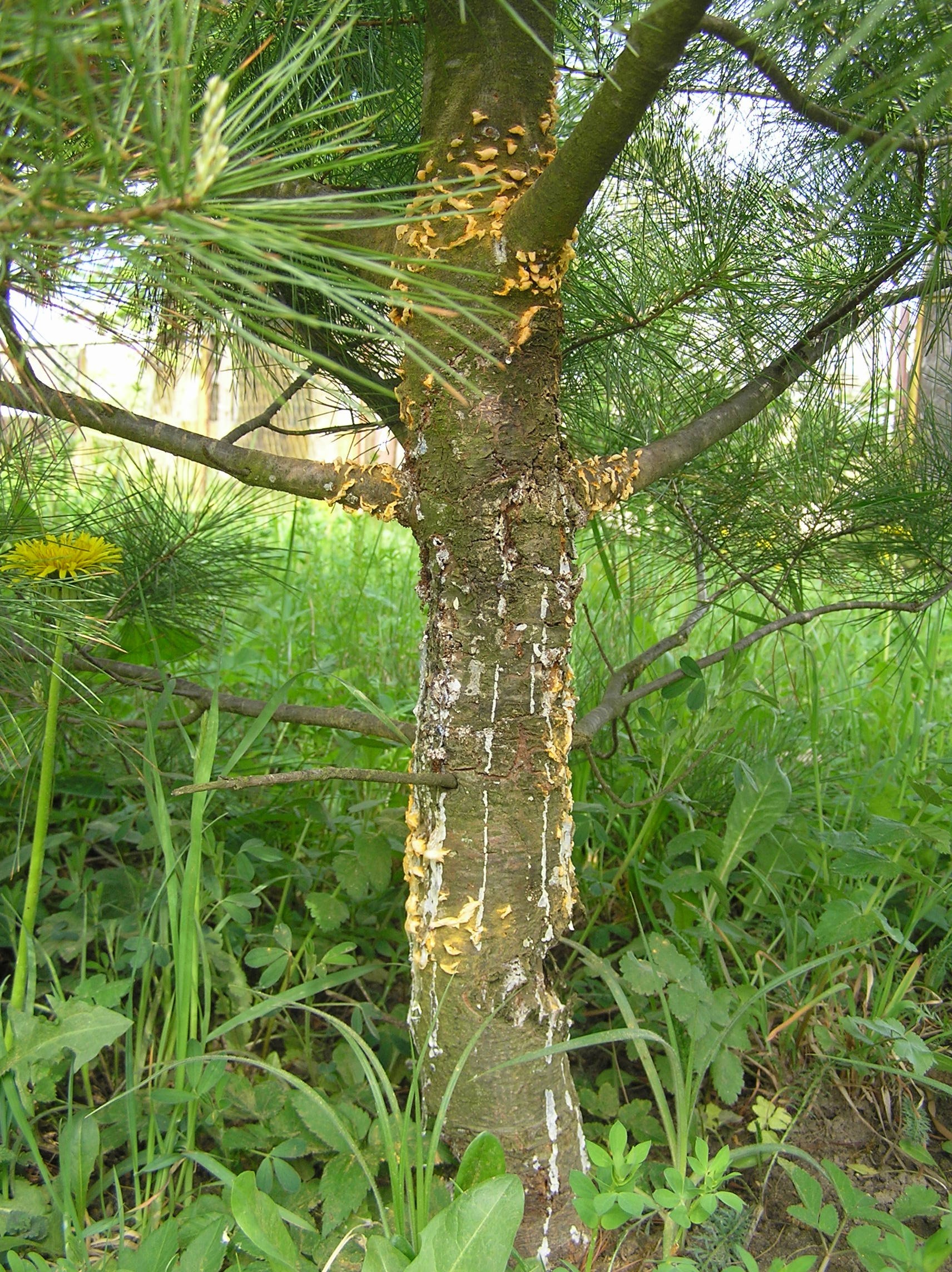 White pine rust blister фото 13
