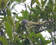 Image of Gray-capped Tyrannulet