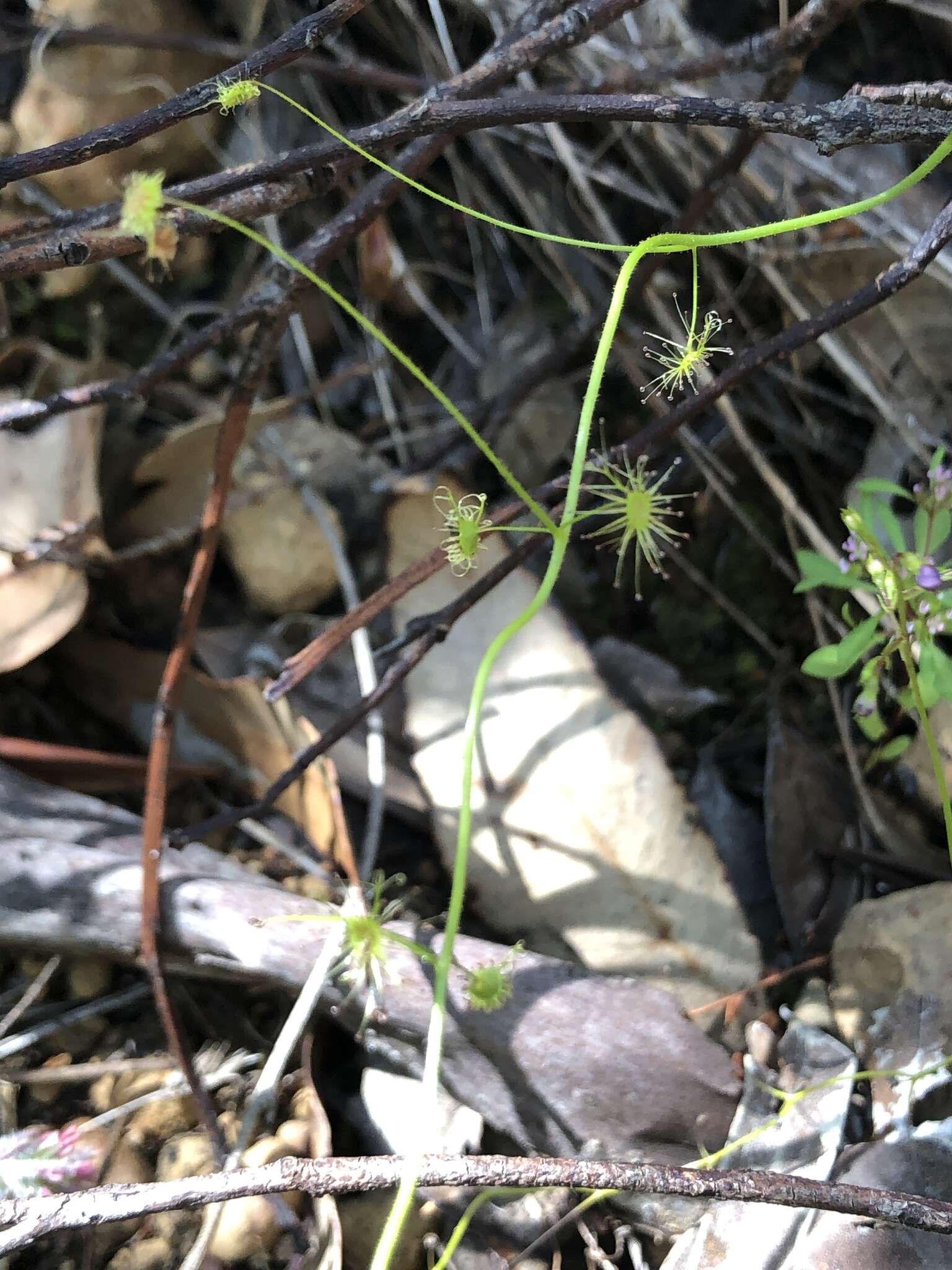 Image of Drosera modesta Diels