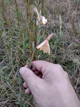 Plancia ëd Oenothera parodiana Munz