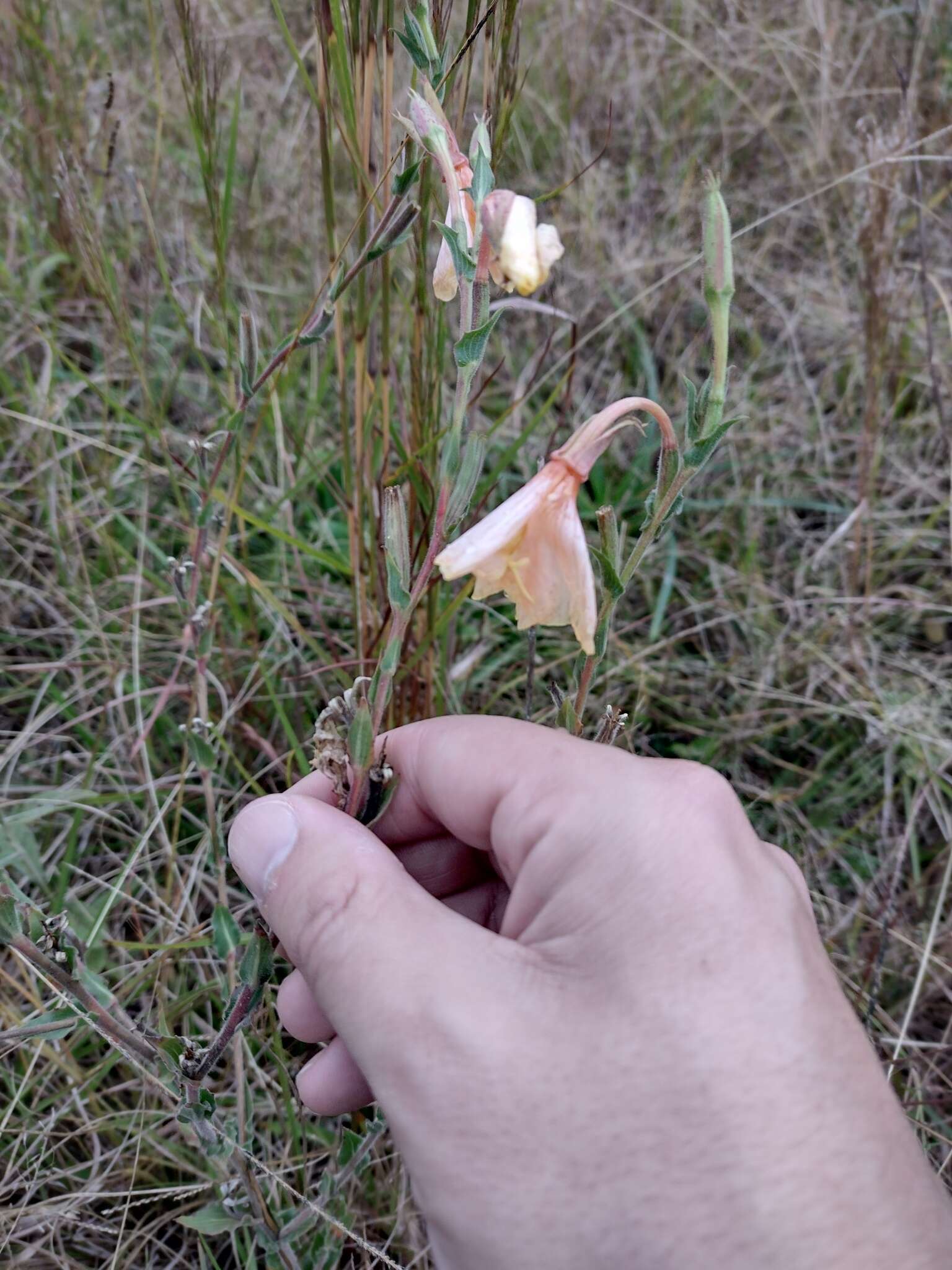 Image de Oenothera parodiana Munz