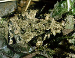 Image of Northern Cricket Frog