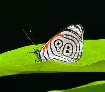 Image of Diaethria eluina Hewitson 1854