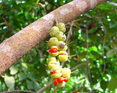 Слика од Alchornea cordifolia (Schumach. & Thonn.) Müll. Arg.