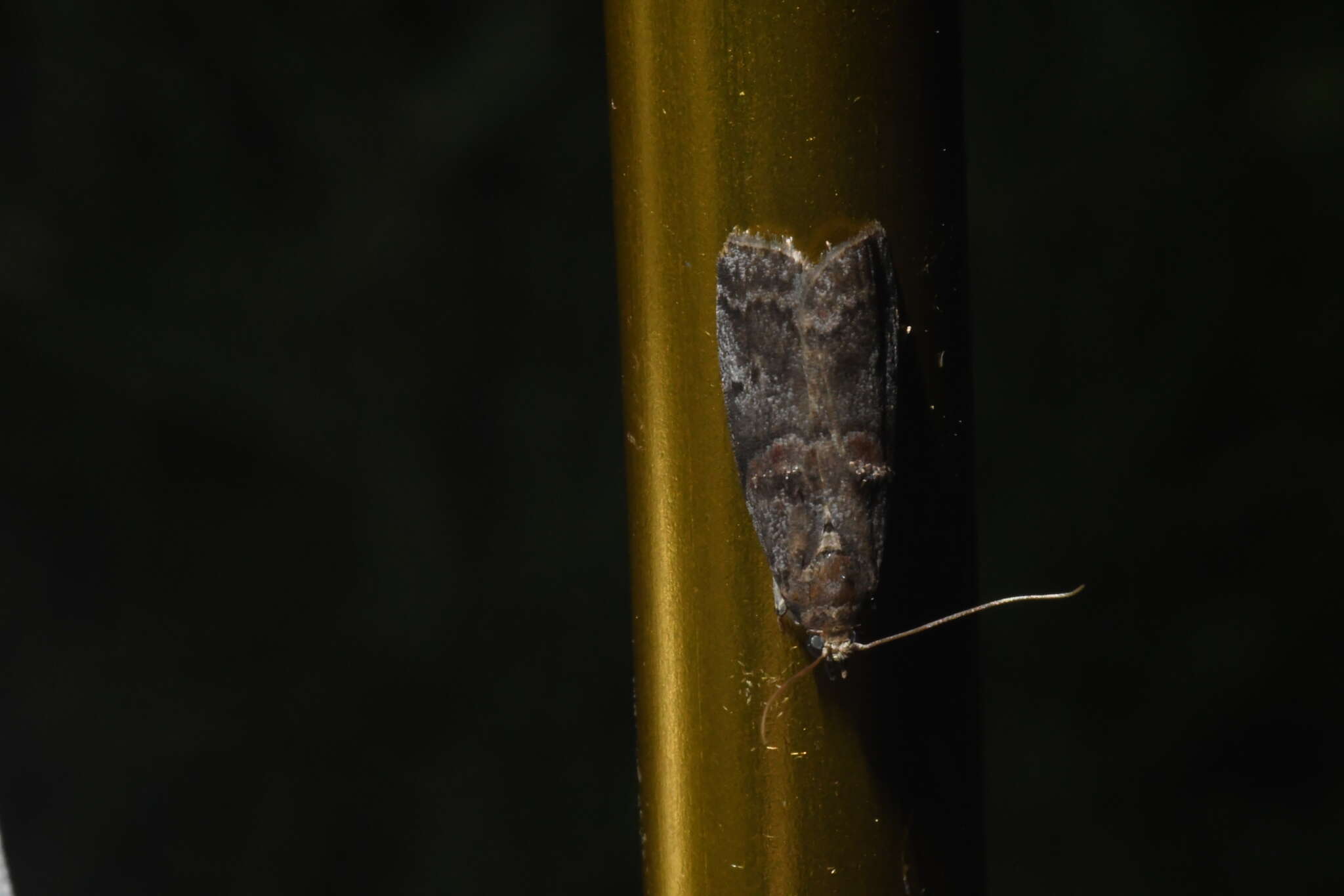 Image of Hickory Leafstem Borer