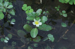 Image de Ludwigia adscendens (L.) Hara