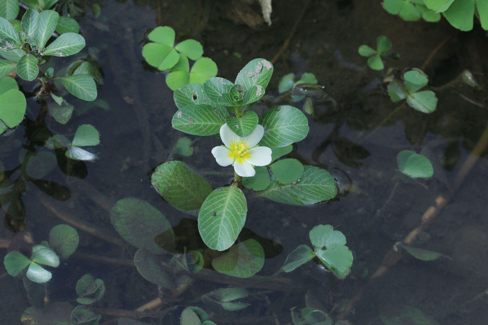 Image of Ludwigia adscendens (L.) Hara