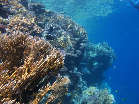 Image of Fire coral