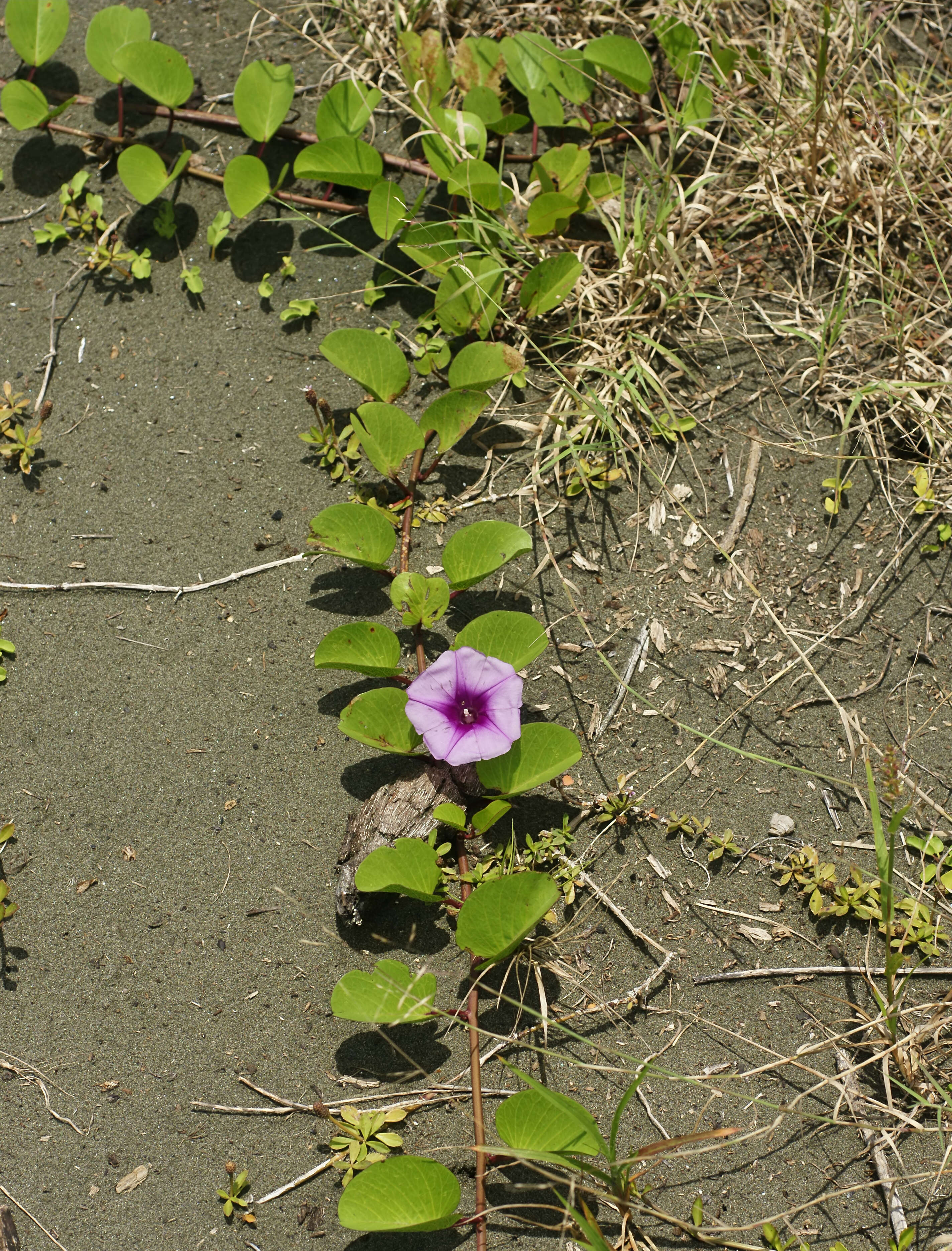 Ipomoea pes-caprae (L.) R. Brown resmi