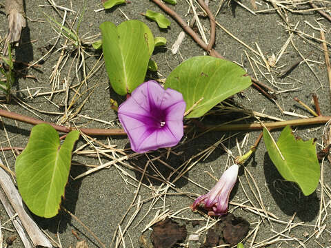 Ipomoea pes-caprae (L.) R. Brown resmi