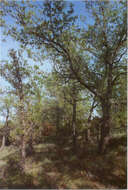 Image of Quercus faginea Lam.