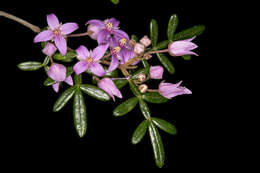 Image of Boronia angustisepala M. F. Duretto