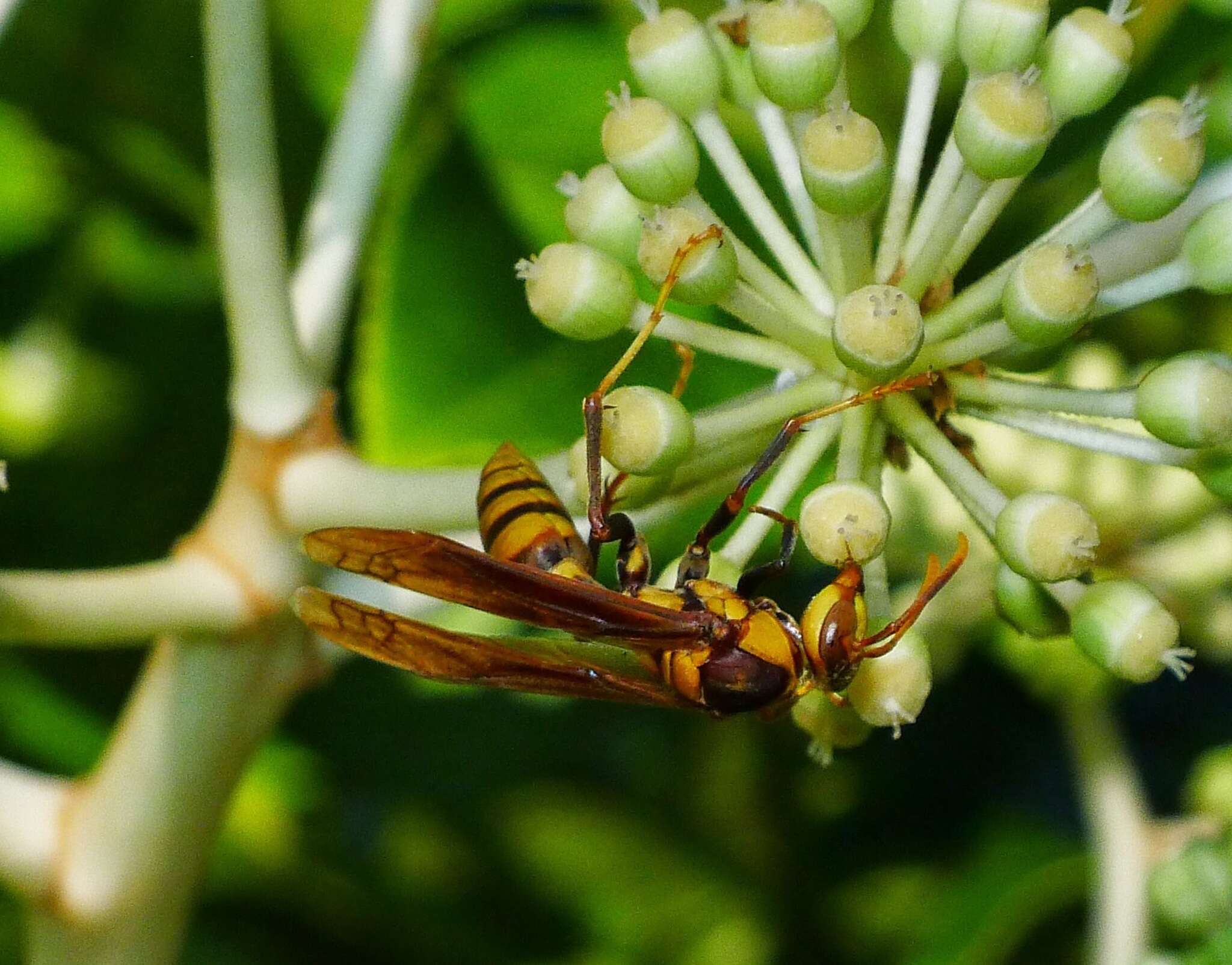 Image of <i>Polistes <i>major</i></i> major