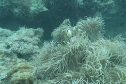 Image of Barrier Reef Anemonefish