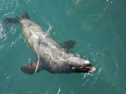 Image of Sea Lion