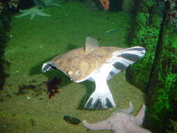 Image of Starry Flounder