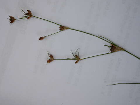 Juncus bulbosus L. resmi