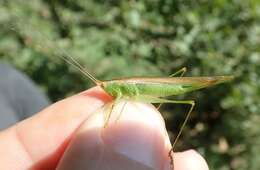 Image of Conocephalus (Conocephalus) conocephalus (Linnaeus 1767)