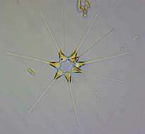 Image of Asterionellopsis